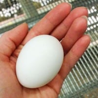 ohio-eggs-2