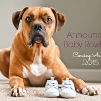 pregnancy-announcement-with-dog