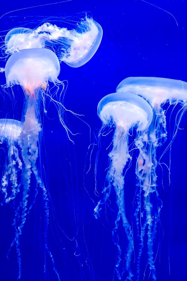 Jellyfish at the South Carolina Aquarium