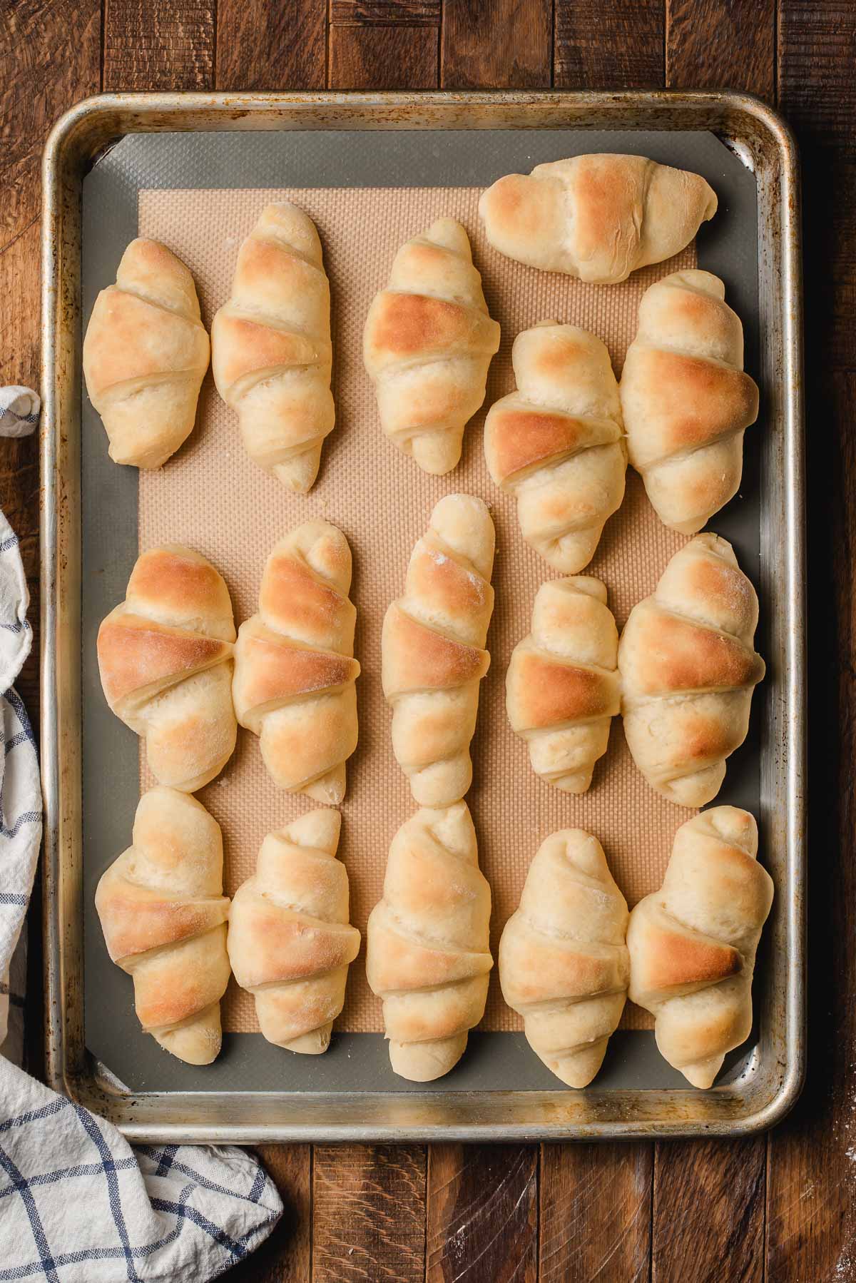 Freshly baked butterhorns dinner rolls on a baking sheet.